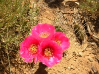 Cactus blossoms